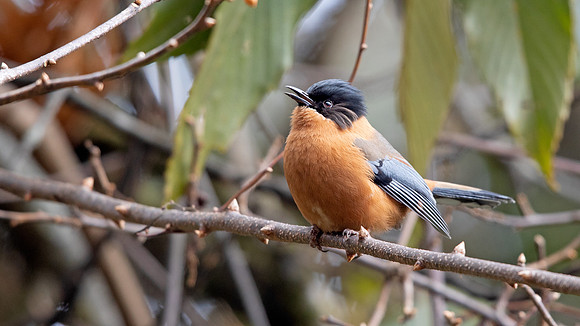 Rufous Sibia (Heterophasia capistrata)