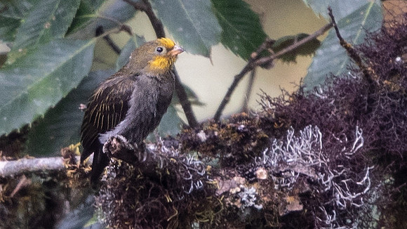 Yellow-rumped honeyguide (Indicator xanthonotus)