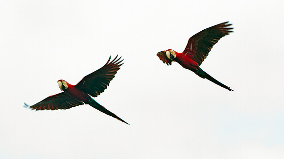 Red-and-green Macaw (Ara chloropterus)