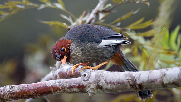 Chestnut-hooded Laughingthrush (Rhinocichla treacheri)