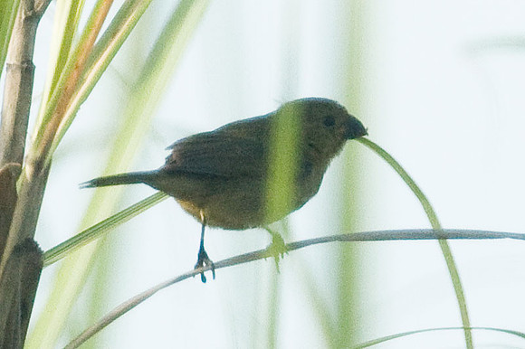 Variable Seedeater (Sporophila corvina) female
