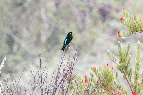 Scarlet-bellied Mountain-tanager (Anisognathus igniventris)