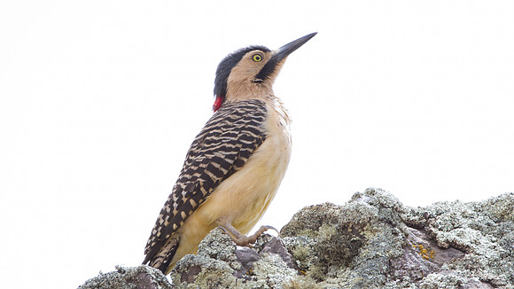 Andean Flicker (Colaptes rupicola)