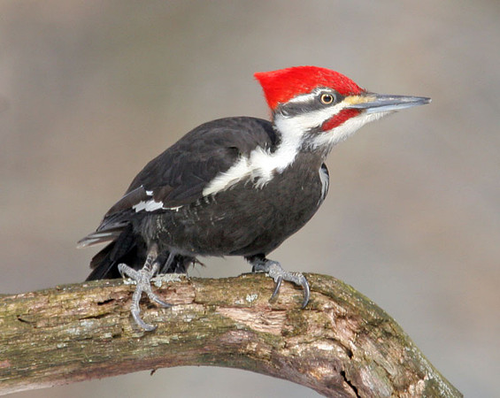 Pileated Woodpecker (Dryocopus pileatus) male