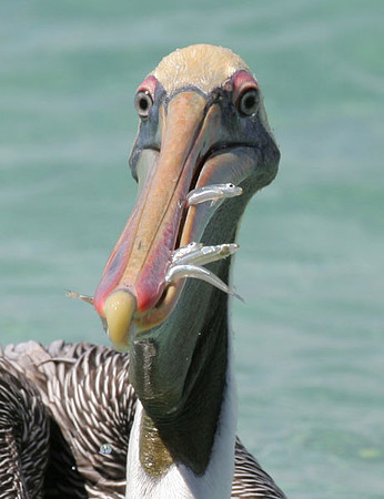Brown Pelican (Pelecanus occidentalis)