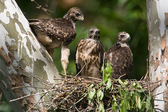 Red-shouldered Hawk (Buteo lineatus) juvenile