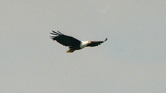 African Fish Eagle (Haliaeetus vocifer)