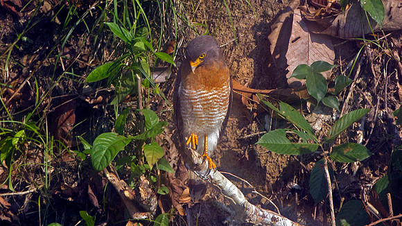 Roadside Hawk (Buteo magnirostris)