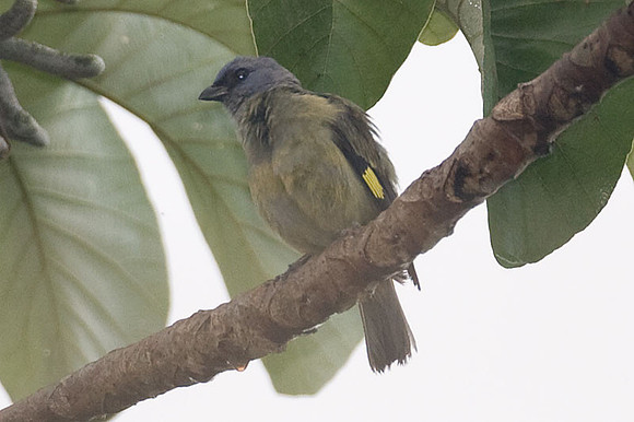 Yellow-winged Tanager (Thraupis abbas)