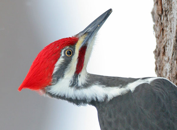 Pileated Woodpecker (Dryocopus pileatus) male