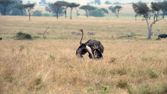 1988 Africa Ostrich img380