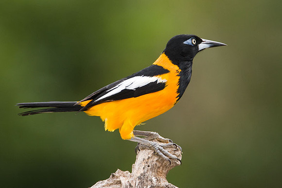 Venezuelan Troupial (Icteris icteris)