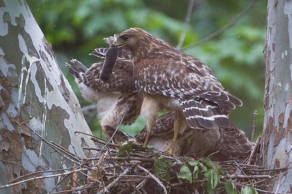 Red-shouldered Hawk (Buteo lineatus) adult and juvenile