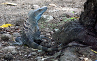Lizard