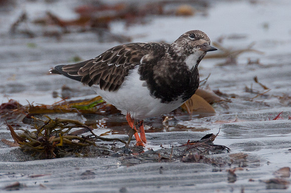 Ruddy Turnstone (Arenaria Interpres)