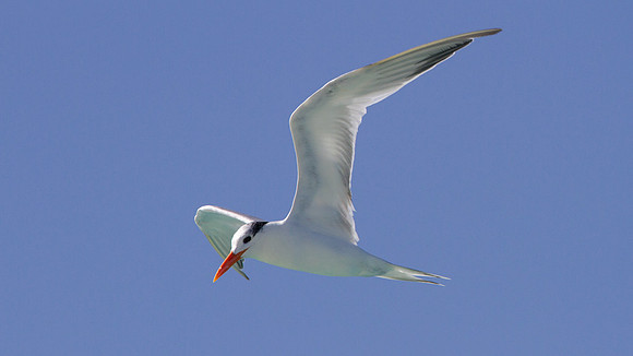 Royal Tern (Thalasseus maximus)