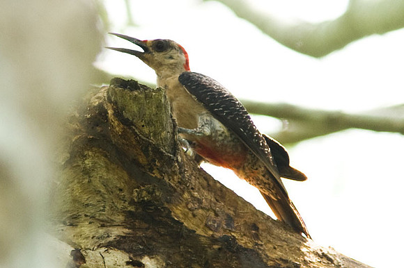 Golden-fronted Woodpecker