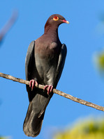 Scaly-naped Pigeon (Patagioenas squamosa)