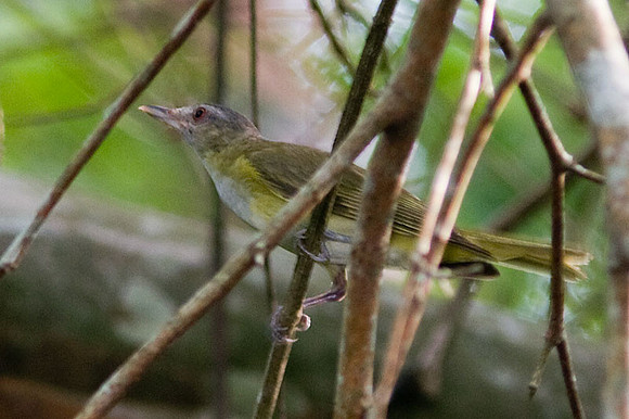 Yellow-green Vireo (Vireo flavoviridis)