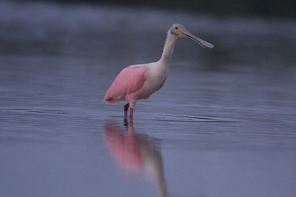 Roseate Spoonbill (Platalea ajaja)