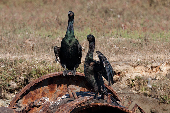 Pelagic Cormorant (Phalacrocorax pelagicus)