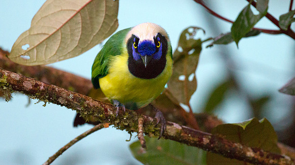 Green Jay (Cyanocorax yncas)