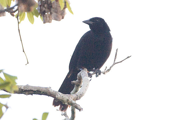 Melodious Blackbird (Dives dives)