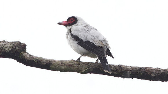 Masked Tityra (Tityra semifasciata)