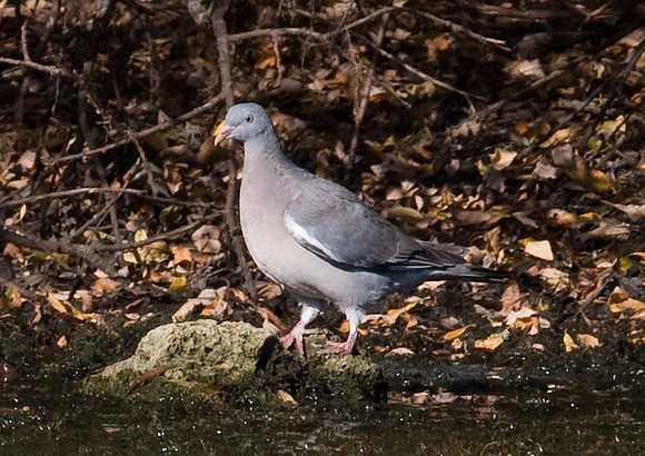 Common Wood Pigeon (Columba palumbus)