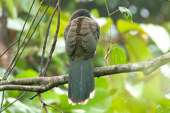Brown Jay (?) (Psilorhinus morio)