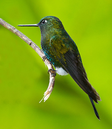 Sapphire-vented Puffleg (Eriocnemis luciani)