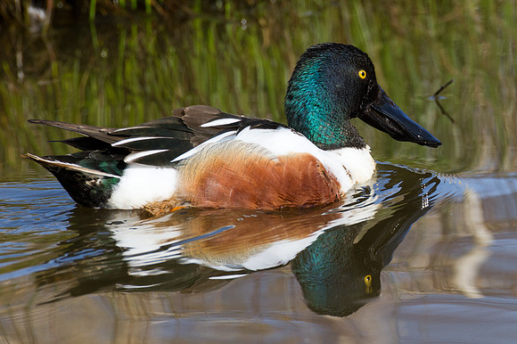 Northern Shoveler (Anas clypeata)