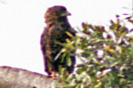 Bateleur (Terathopius ecaudatus)