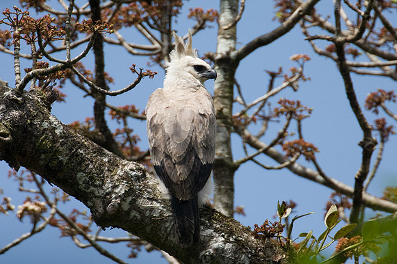 Harpy Eagle (Harpia harpyja) juvenile