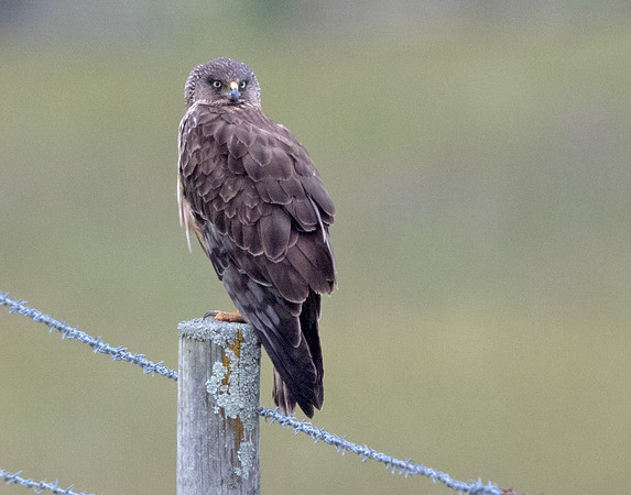 Swamp harrier (Circus approximans)