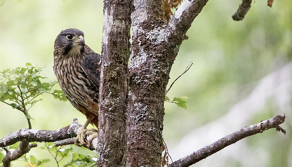 New Zealand falcon (Falco novaeseelandiae)