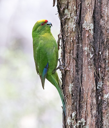 Yellow-crowned parakeet (Cyanoramphus auriceps)