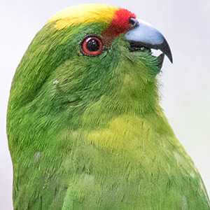 Yellow-crowned parakeet (Cyanoramphus auriceps)