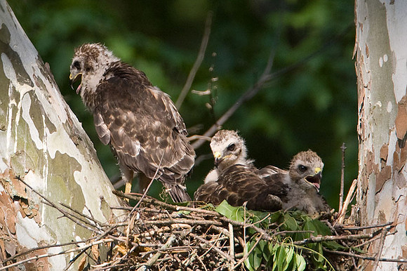 Red-shouldered Hawk (Buteo lineatus) juvenile