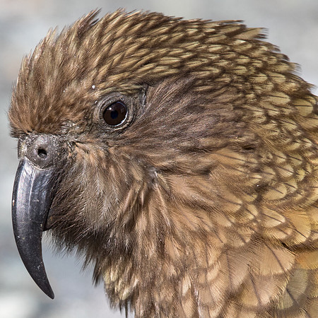 Kea (Nestor notabilis)