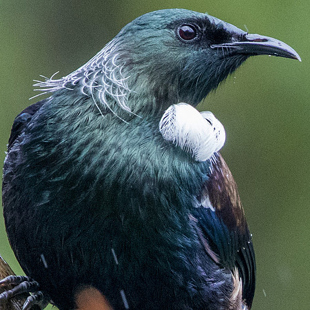 Tui (Prosthemadera novaeseelandiae)
