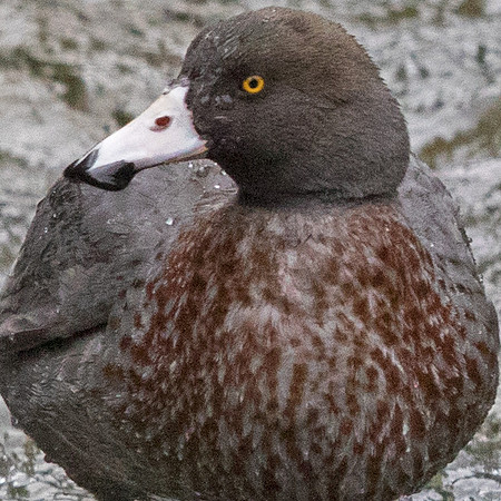Blue duck (Hymenolaimus malacorhynchos)