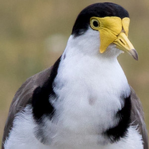 Masked lapwing (Vanellus miles novaehollandiae)