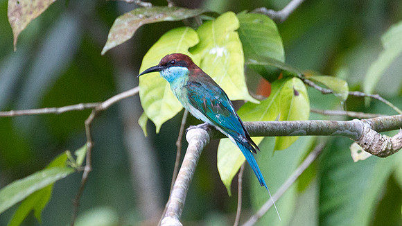 Blue-throated Bee-eater (Merops viridis) male