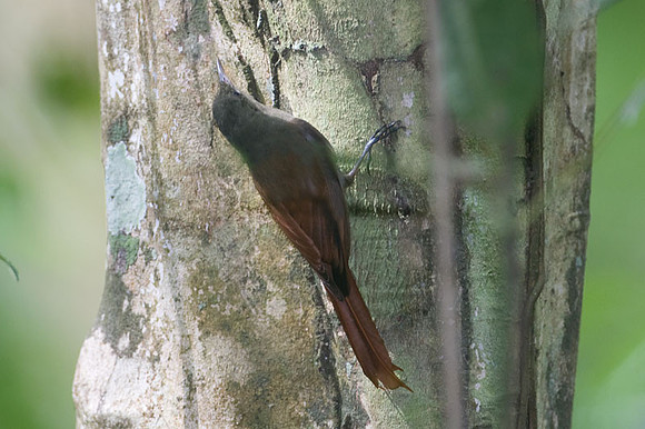 Olivaceous Woodcreeper (Sittasomus griseicapillus)