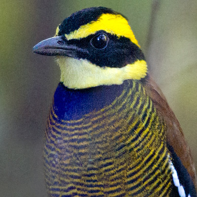 Javan banded pitta (Hydrornis guajana)  Male