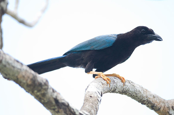 Yucatan Jay (Cyanocorax yucatanicus)