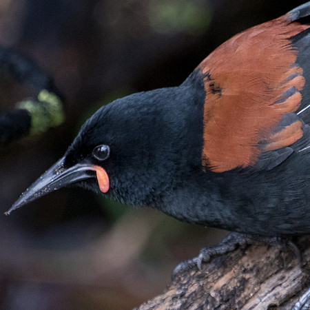 South Island saddleback (Philesturnus carunculatus) Male