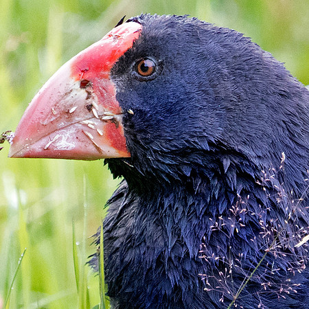 Takahē (Porphyrio hochstetteri)