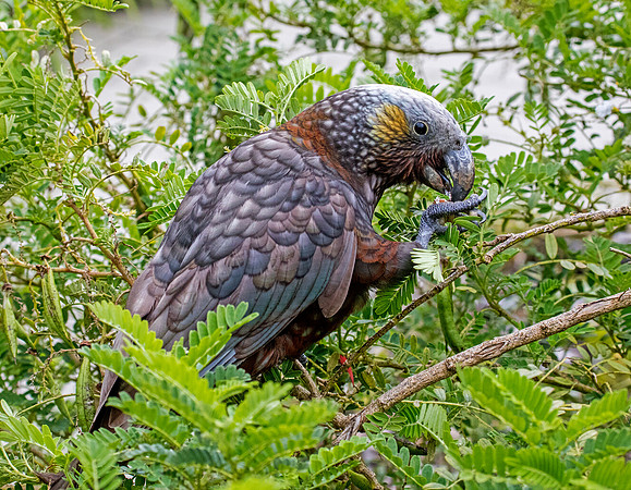 New Zealand kaka (Nestor meridionalis)